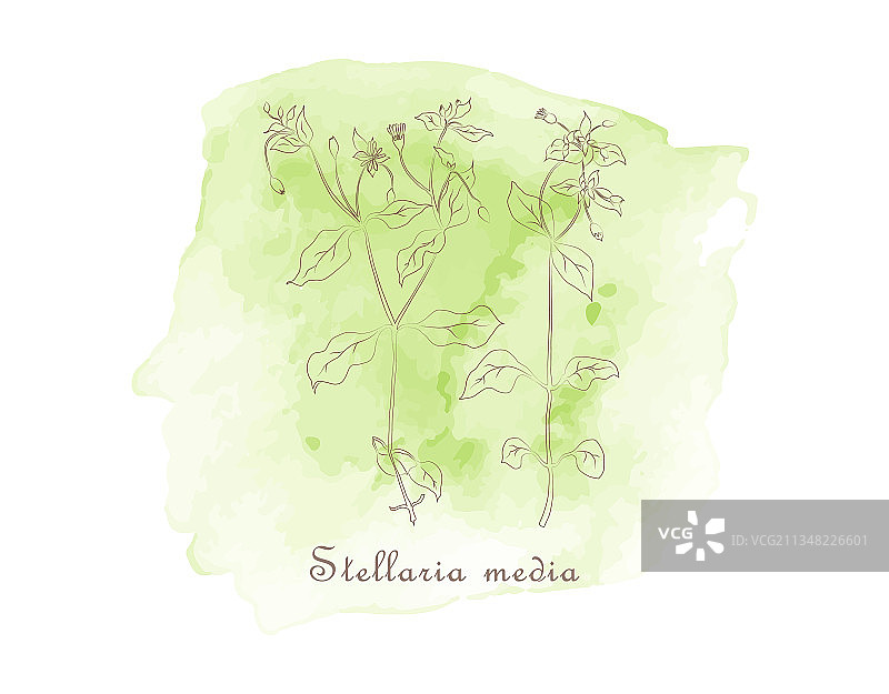 附有繁缕植物和水彩斑点的徽章图片素材