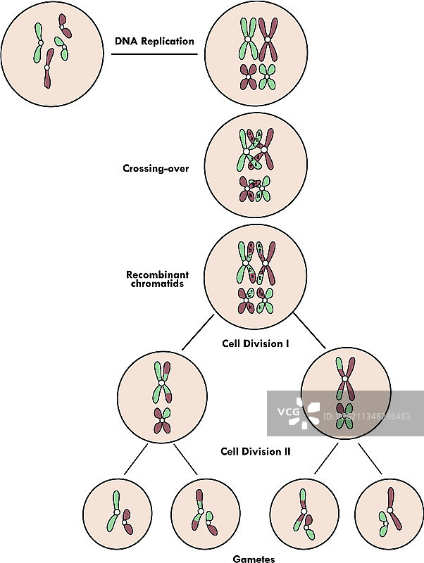 减数分裂图片素材