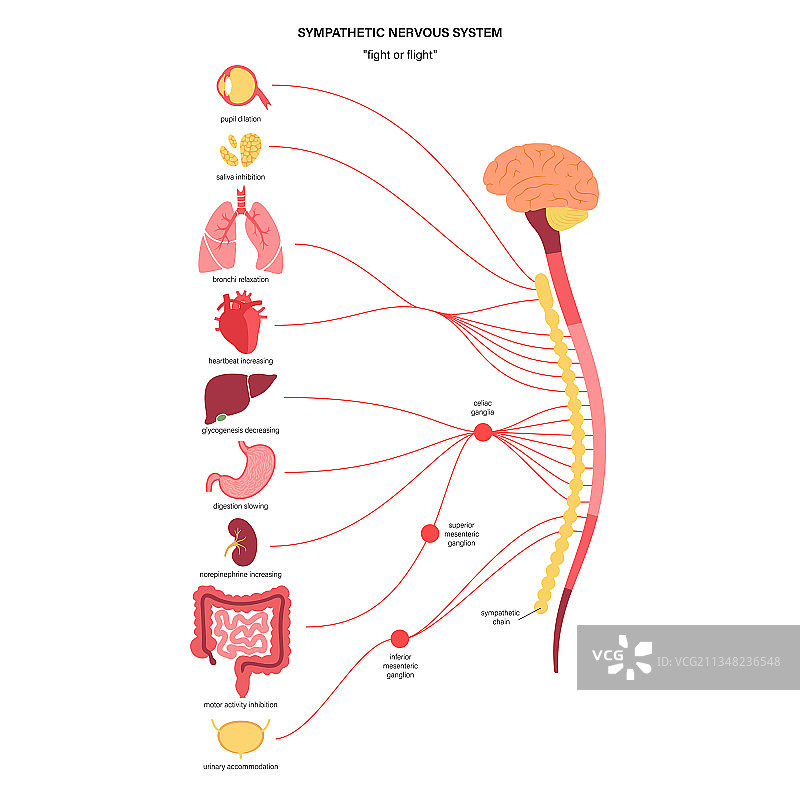交感神经系统图片素材