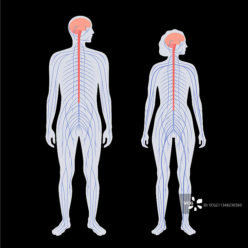 中枢神经系统图片素材