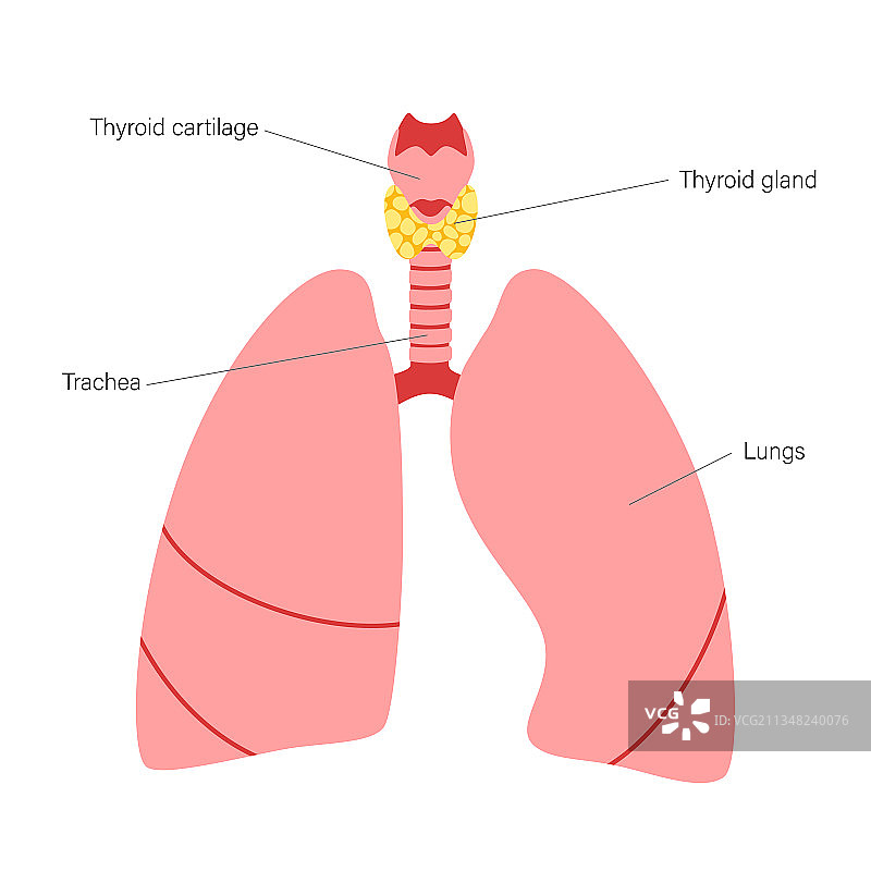 甲状腺解剖结构图片素材