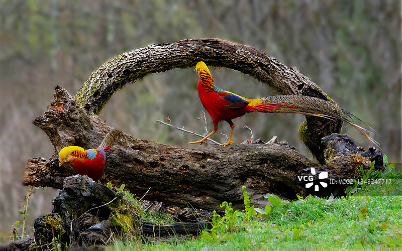 红腹锦鸡图片素材