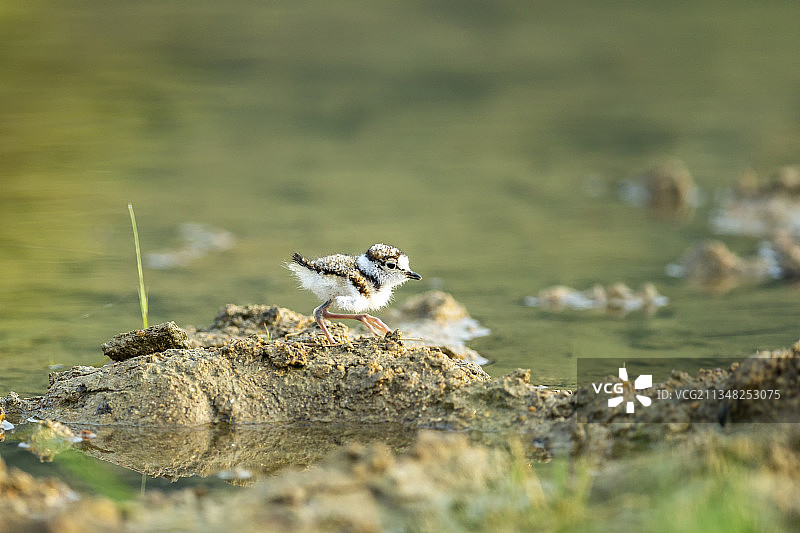 独自在湖岸河滩上行走游戏觅食可爱的毛绒绒的金眶鸻雏鸟图片素材