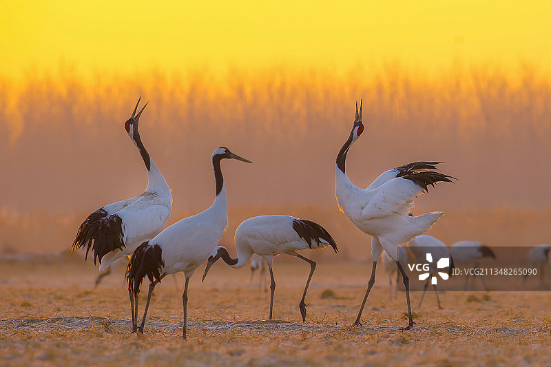 鹤鸣九皋图片素材