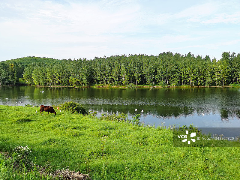 湖边河边牛吃草水鸟飞宁静田园风光图片素材