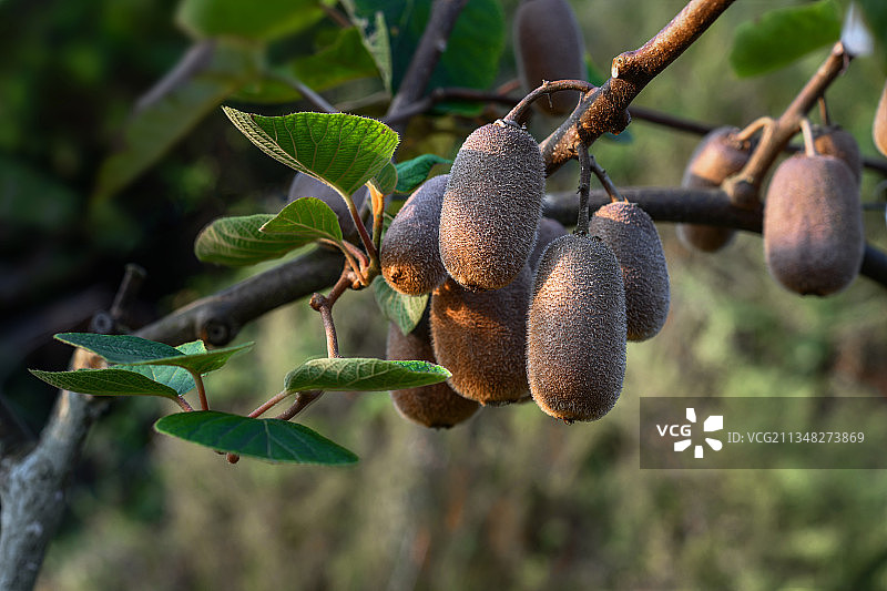 猕猴桃图片素材