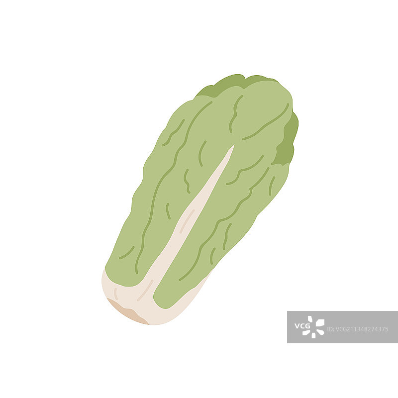 新鲜的大白菜图片素材