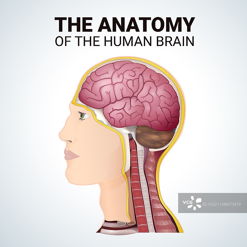 大脑结构解剖海报图片素材