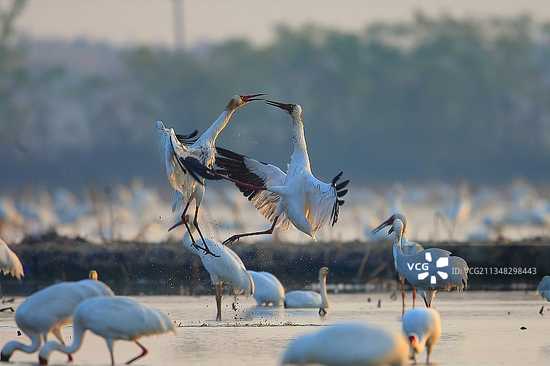 白鹤是江西省省鸟，每年从西伯利亚到鄱阳湖越冬。图片素材