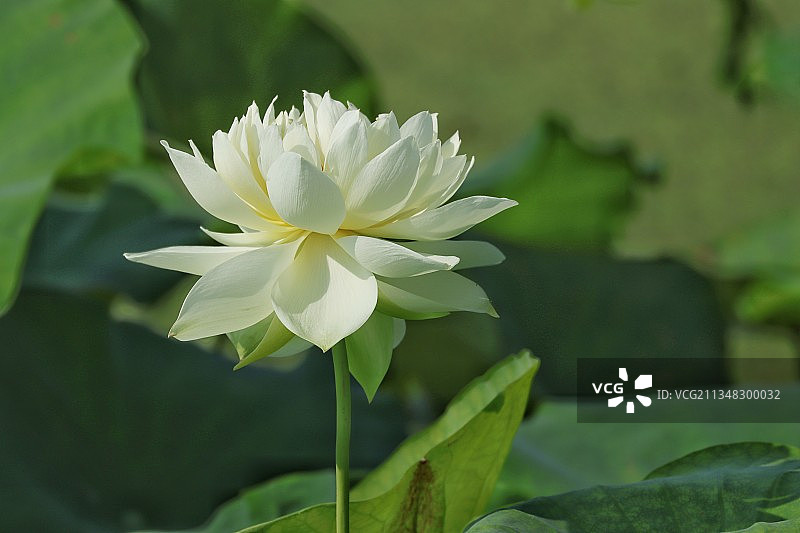 盛开的白莲花图片素材