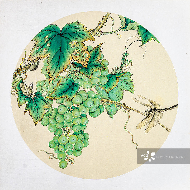 葡萄与蜻蜓图片素材