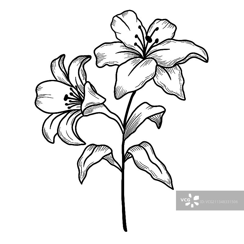 手绘花卉：百合花枝图片素材