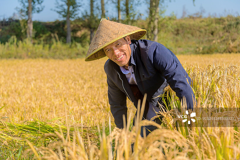 秋天在田地里收割水稻的亚洲男性农民图片素材