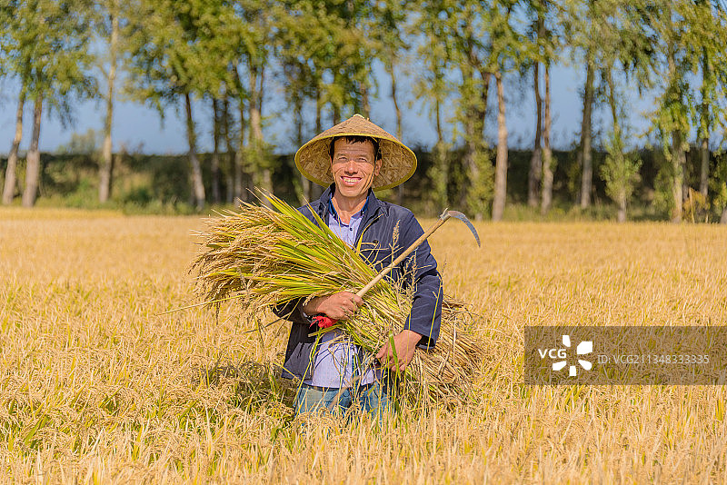 秋天在田地里收割水稻的亚洲男性农民图片素材