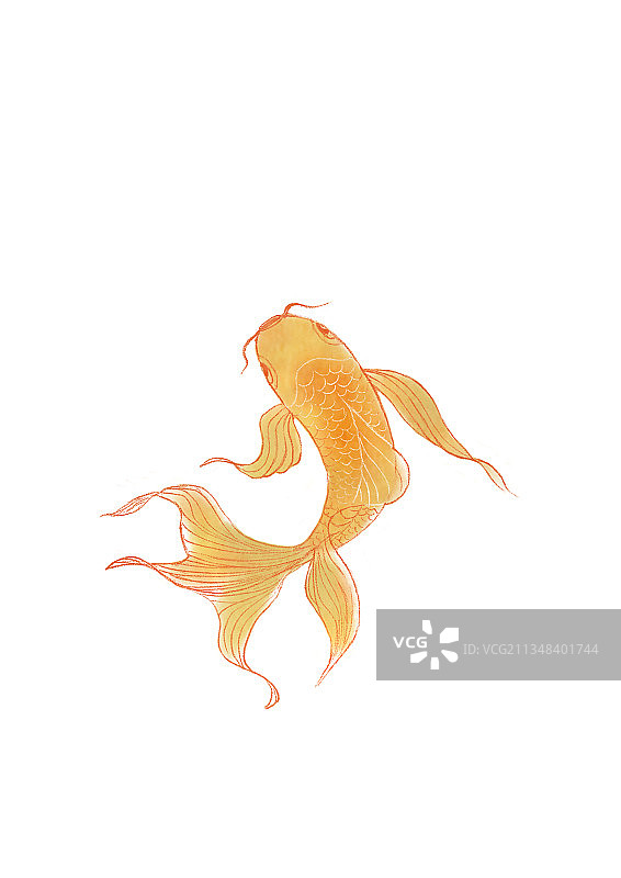 水里游的锦鲤图片素材