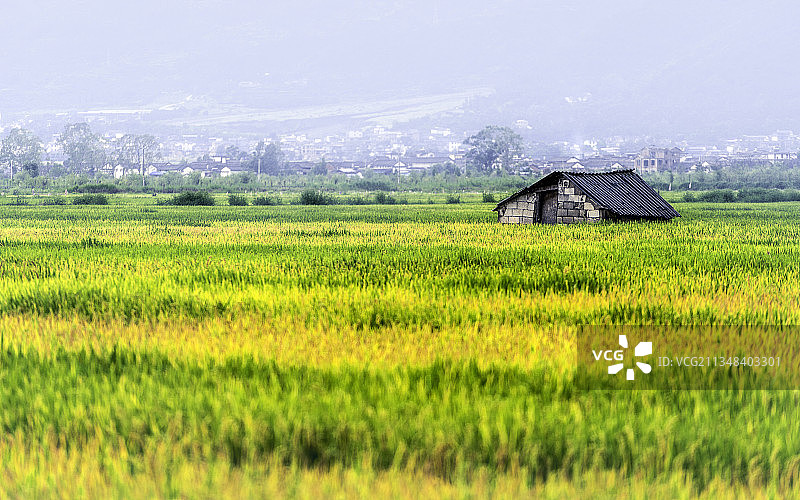 稻田里的小石屋图片素材