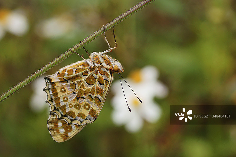 倒挂的蛱蝶图片素材