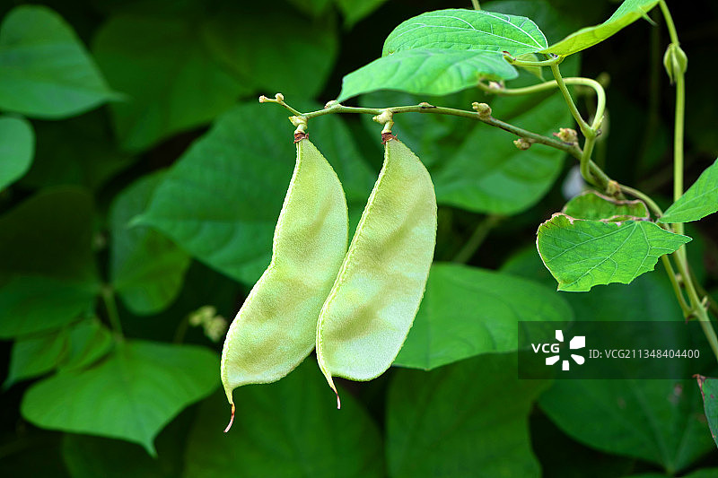 扁豆特写图片素材