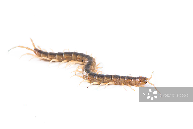 白色背景上的一只棕色蜈蚣图片素材