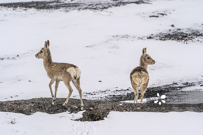 藏原羊图片素材
