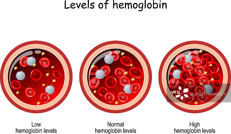 血管横截面中的血红蛋白水平图片素材