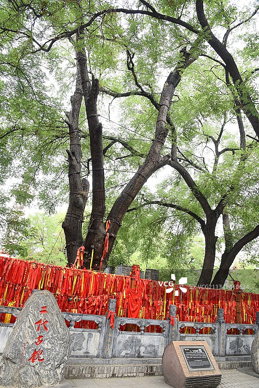山西洪洞大槐树景区组照图片素材
