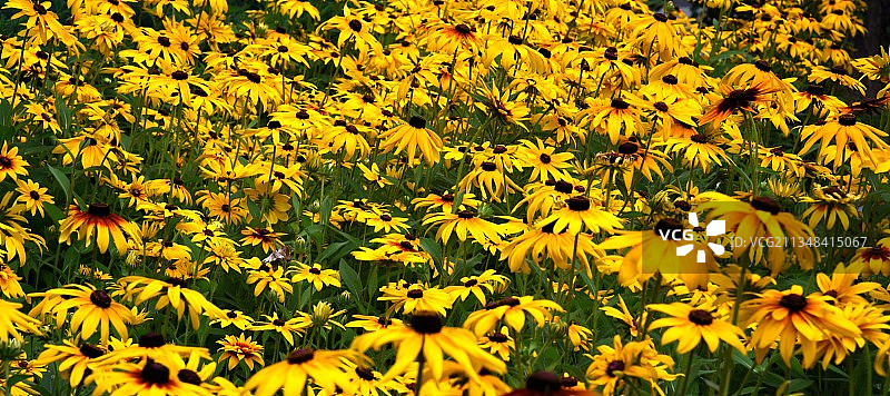 黑心金光菊图片素材