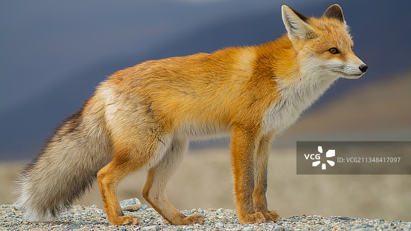 狐狸站在陆地上的特写镜头图片素材