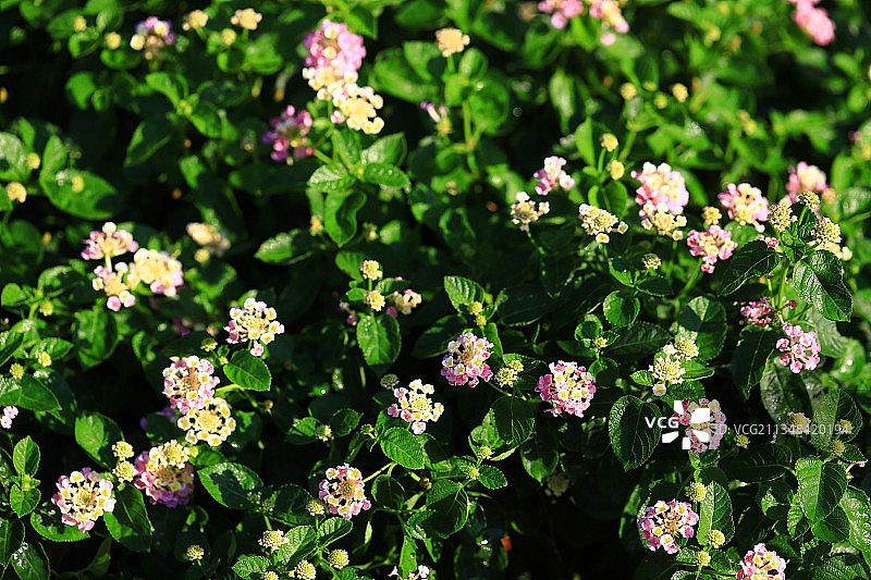 马缨丹图片素材