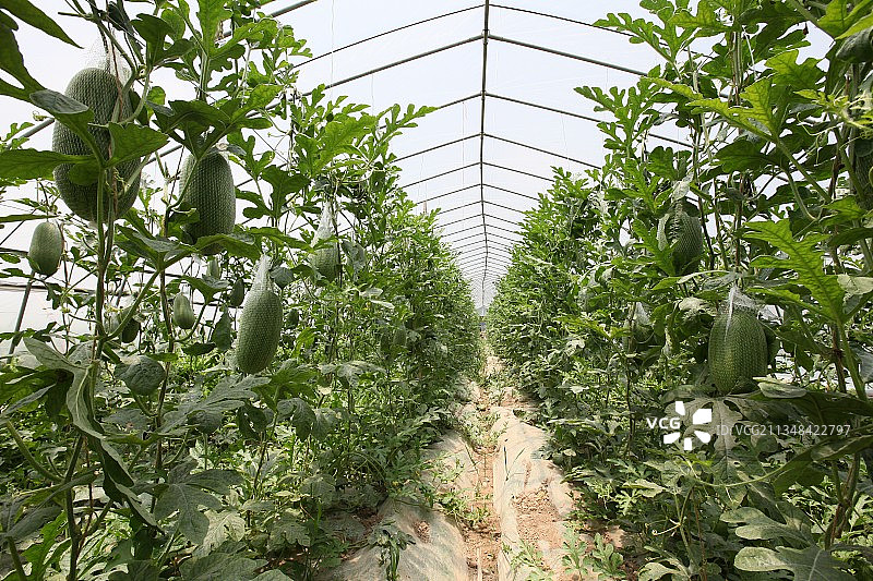 上海，崇明，西瓜基地图片素材