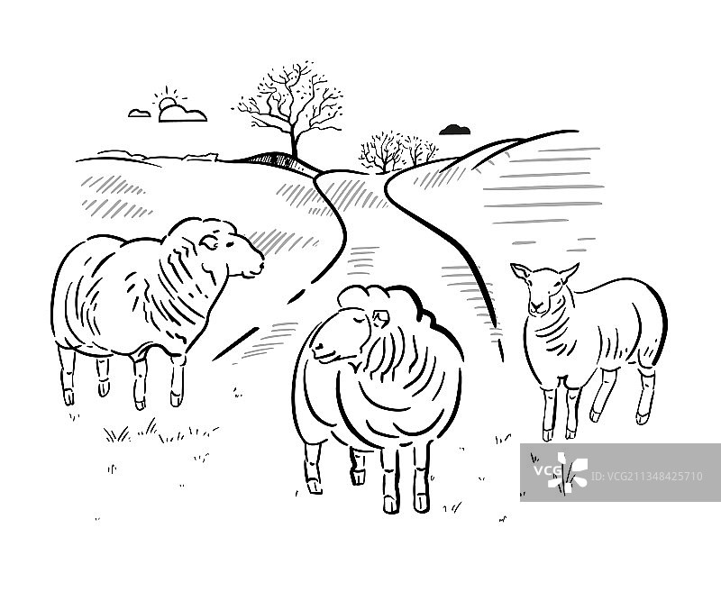 农场景观附近的牧场上的羊群图片素材