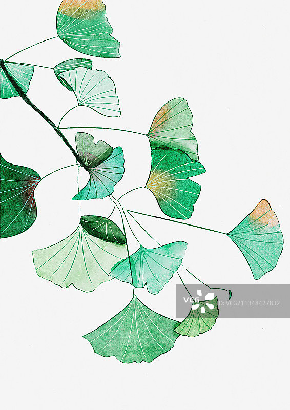 水彩花花图片素材