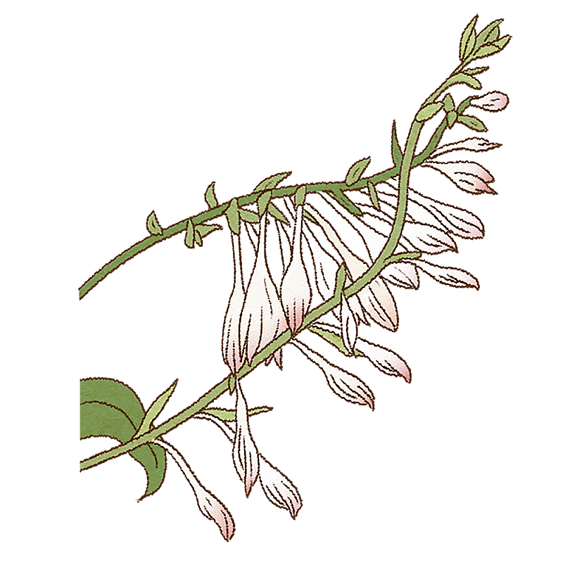 玉簪花图片素材