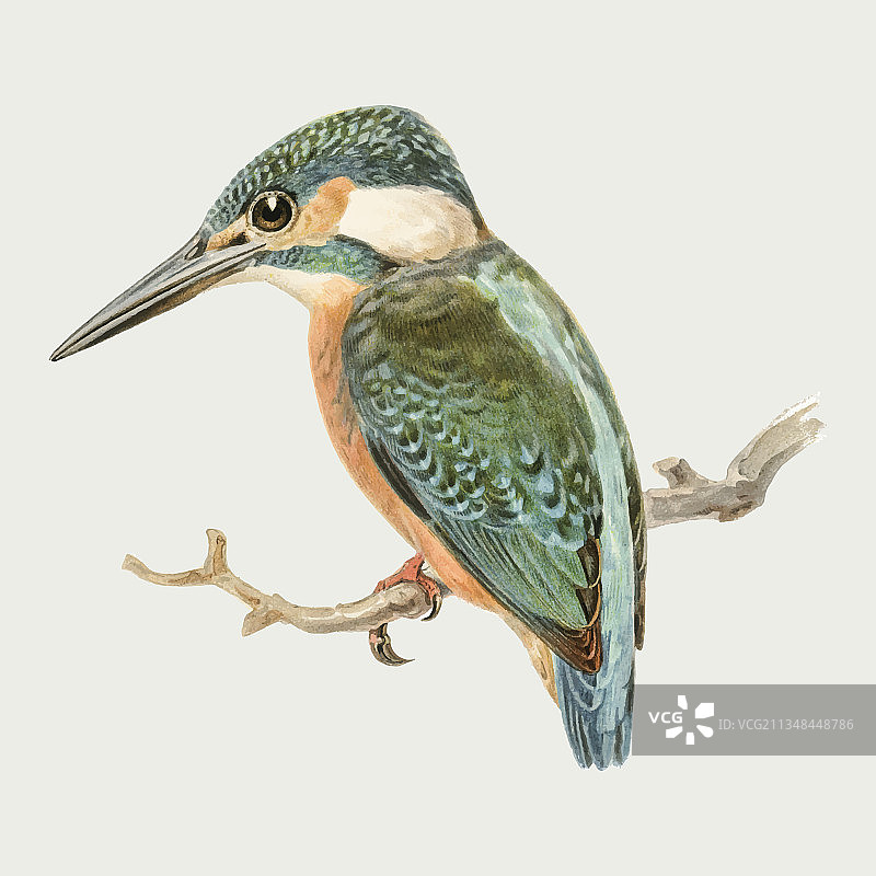 手绘翠鸟图片素材