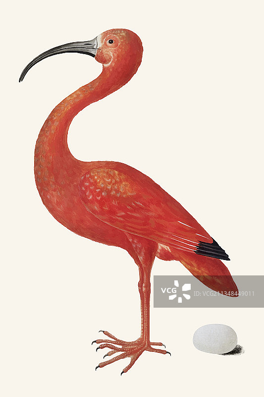 朱红䴉鸟与复古蛋图片素材