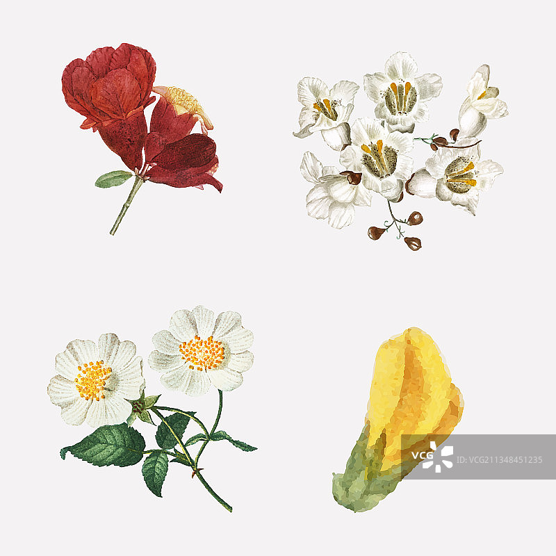 手绘花卉复古植物套装图片素材