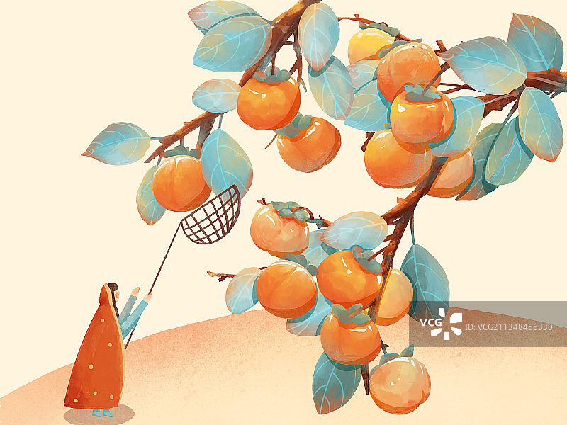 金秋时节丰收柿子绘画插图图片素材