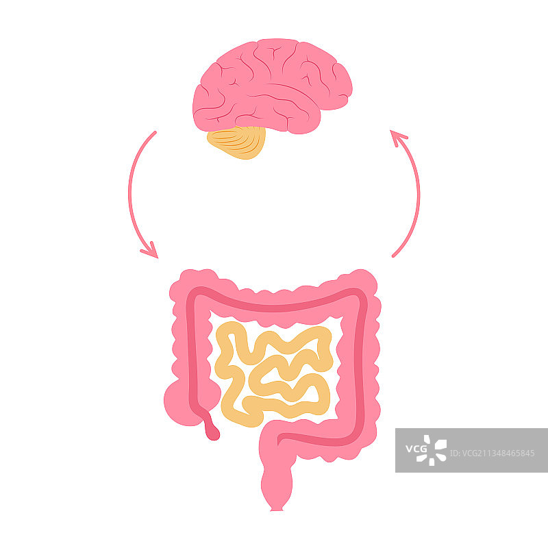 肠脑连接图片素材