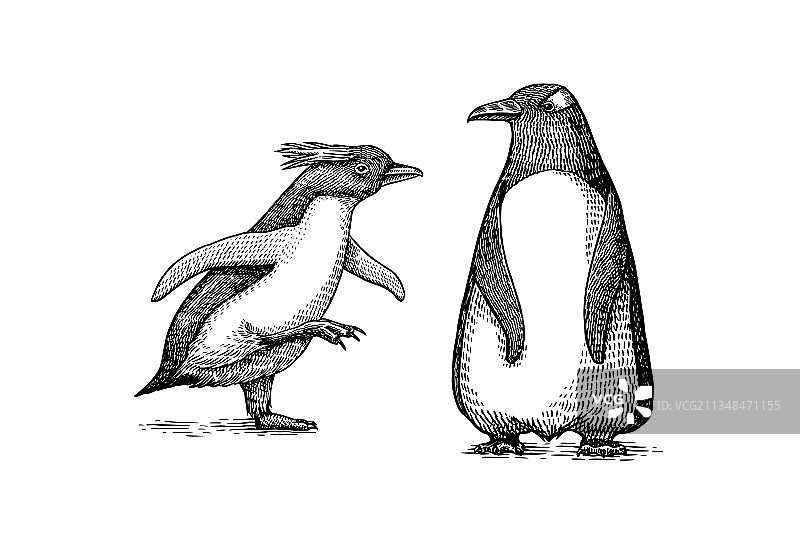 帝企鹅和可爱的小企鹅宝宝家庭图片素材