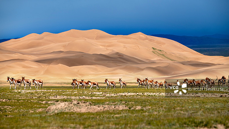 圣地神兽—无人区沙漠与藏野驴图片素材