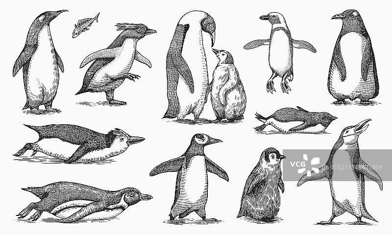 帝企鹅和可爱的企鹅宝宝图片素材