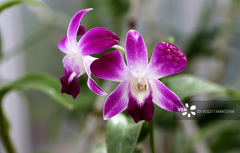 石斛兰  Olof Swartz图片素材