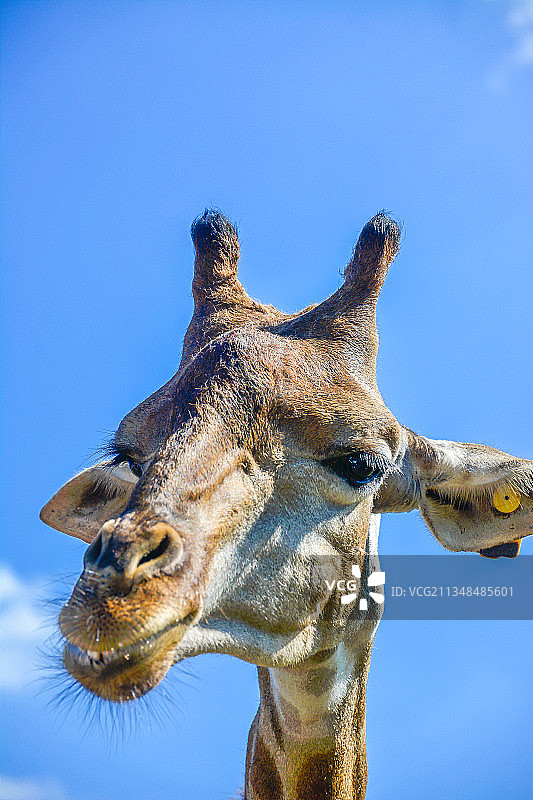 长颈鹿图片素材