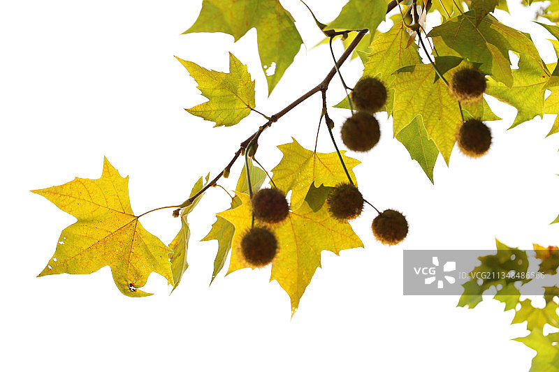 梧桐叶图片素材