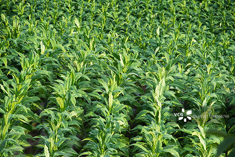 烟叶 烤烟 烟草农业图片素材