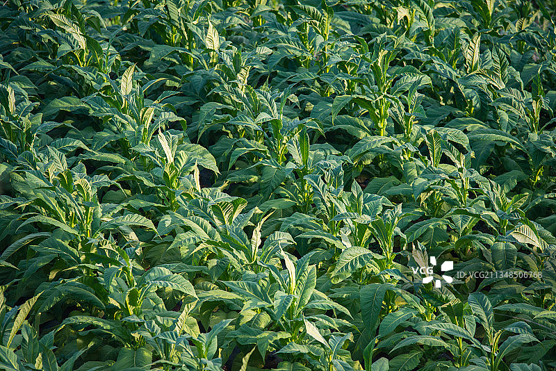 烟叶 烤烟 烟草农业图片素材