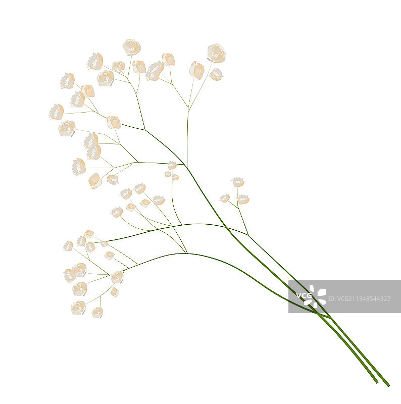 娇嫩的满天星库存图片素材