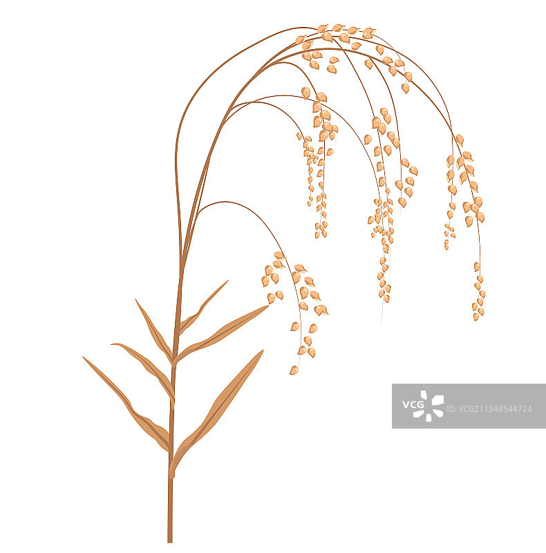 小米芽苗菜库存图片素材