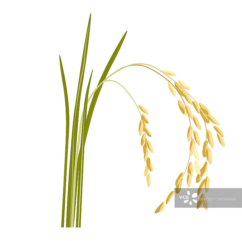 谷类稻芽图片素材