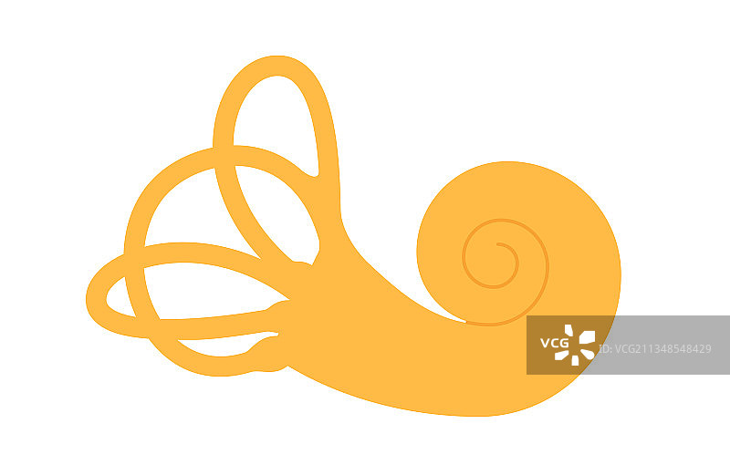 前庭器官解剖图片素材